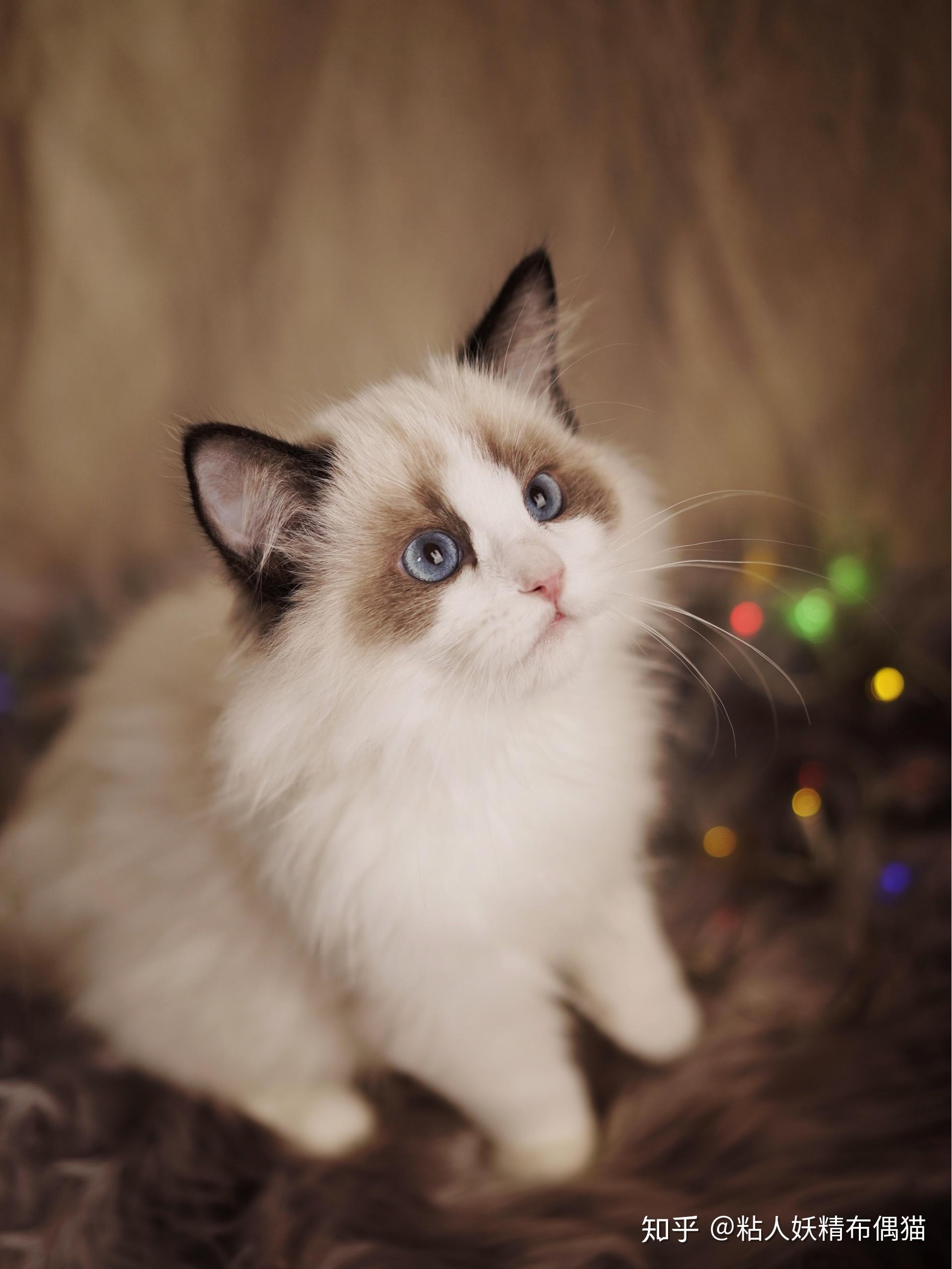 作为买布偶猫的准新手买家有大神愿意告诉我一些经验吗