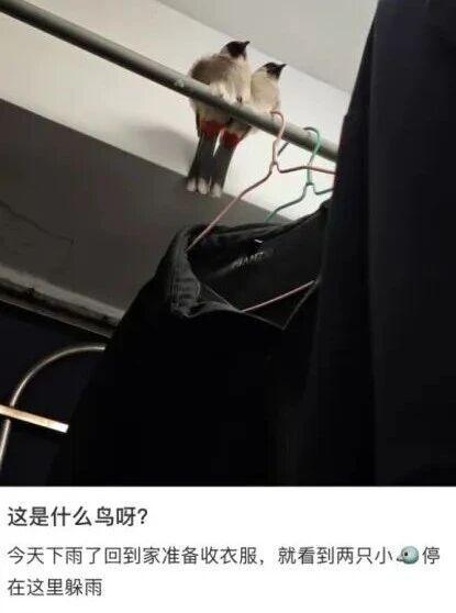 真的想问:下雨天的时候,鸟都在干什么呢? - 知乎