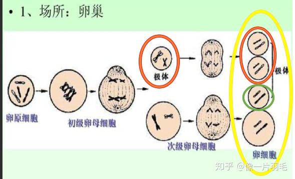 受精完成的标志不是雌雄原核结合形成合子吗? - 知乎