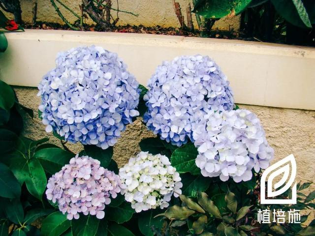 「植培施」八仙花Hydrangea macrophylla 落叶灌木类栽培手册 - 知乎