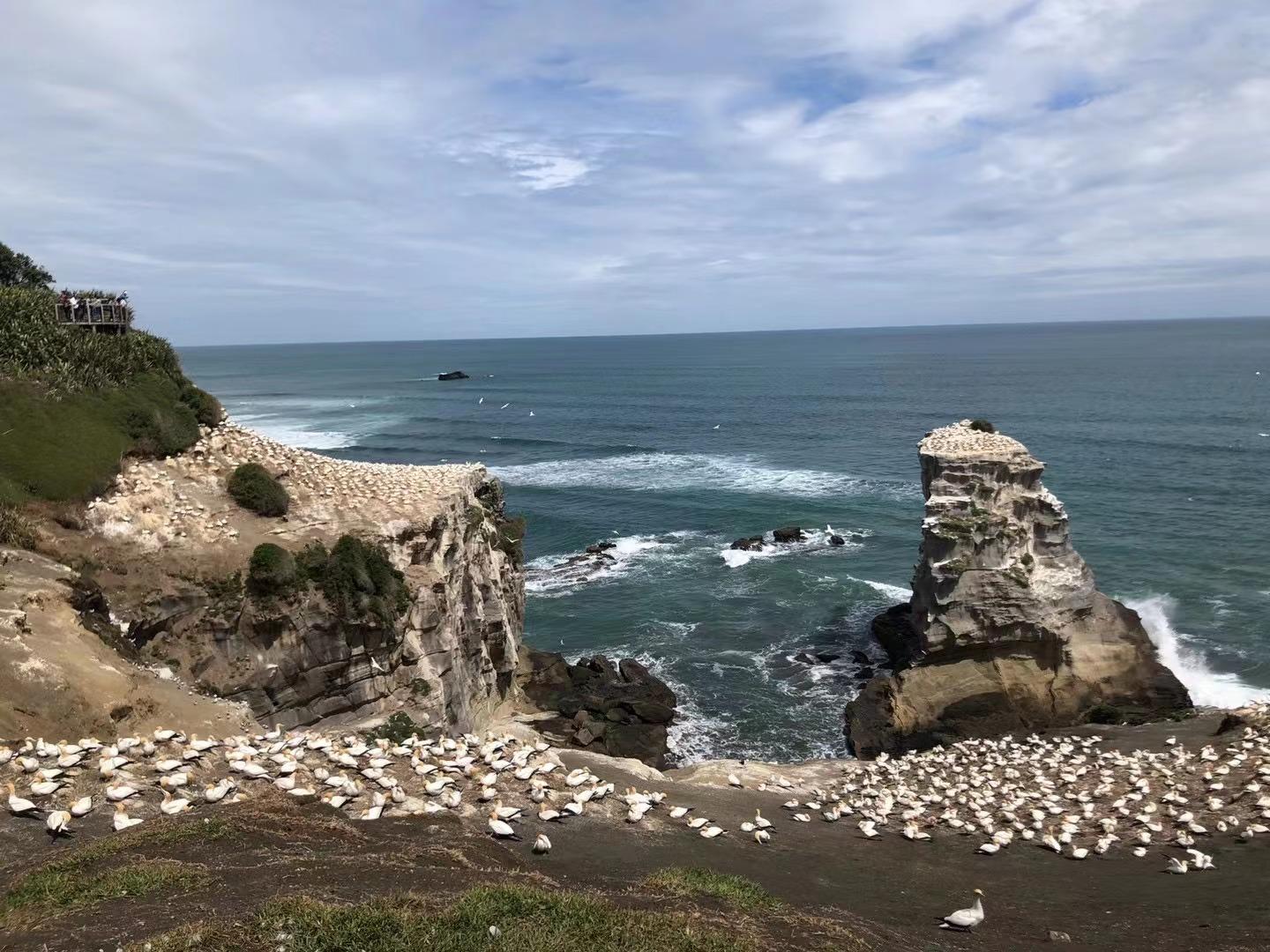 新西兰的鸟岛景色怎么样? - 知乎