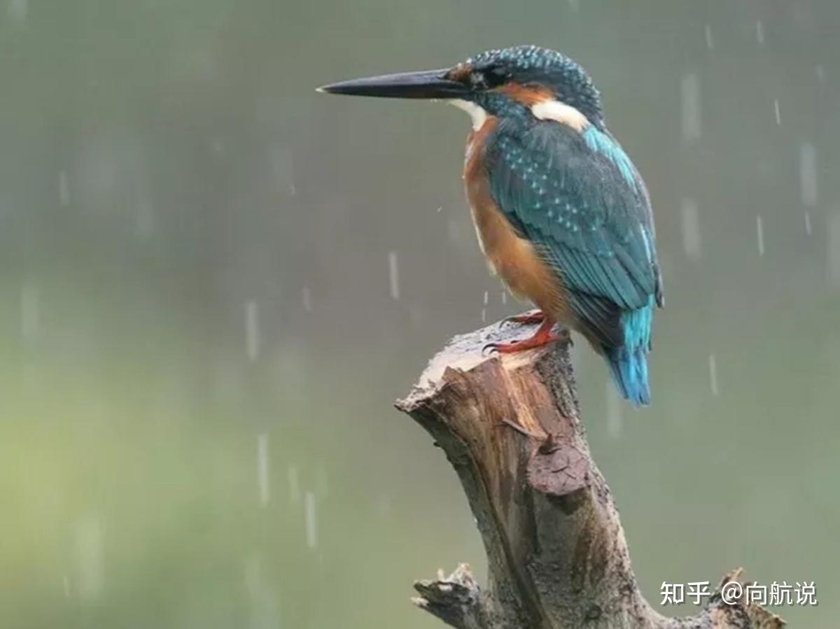 鸟累了会回鸟窝休息吗?那下雨了,鸟会在哪里躲雨呢? - 知乎
