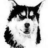 user-profile-image
