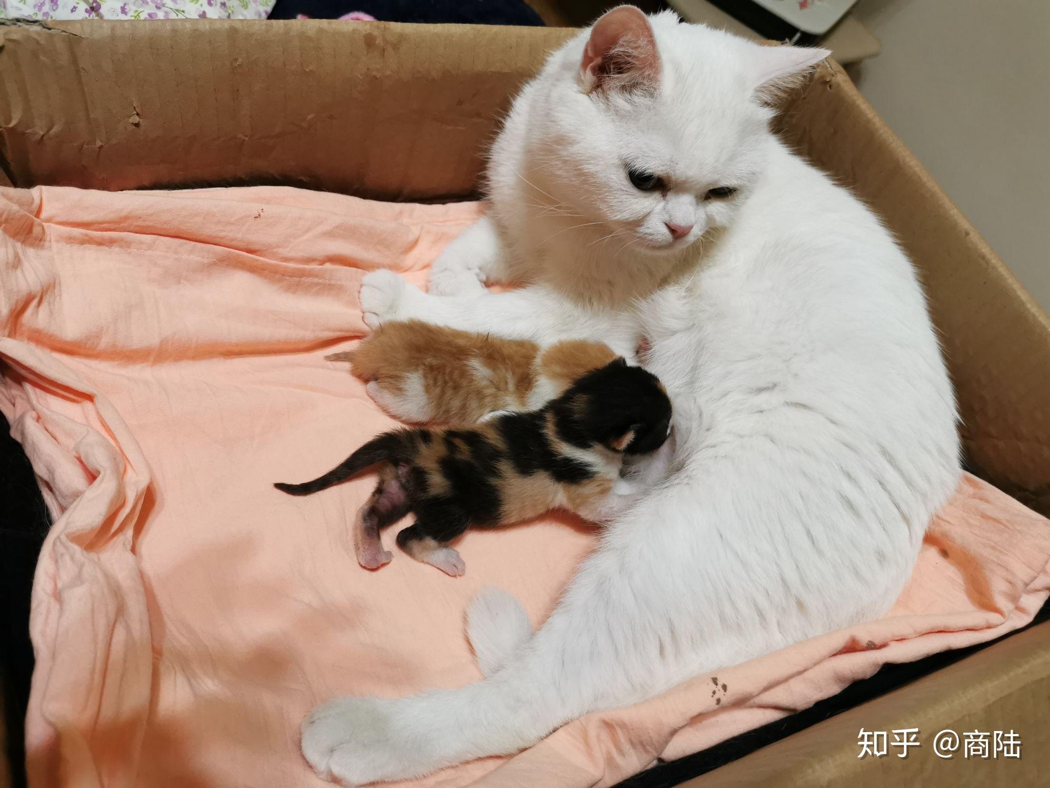 母猫怀孕了之后会比平时喜欢叫吗