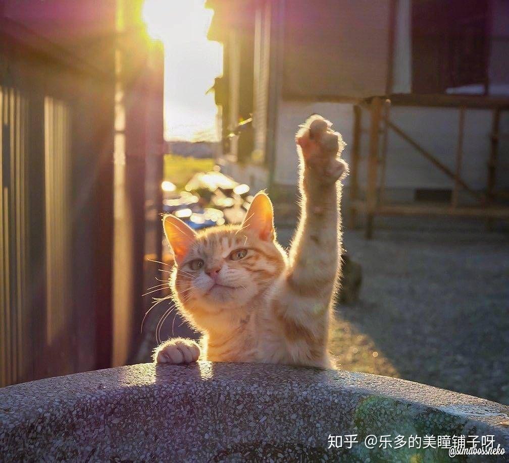 猫咪举手头像图片