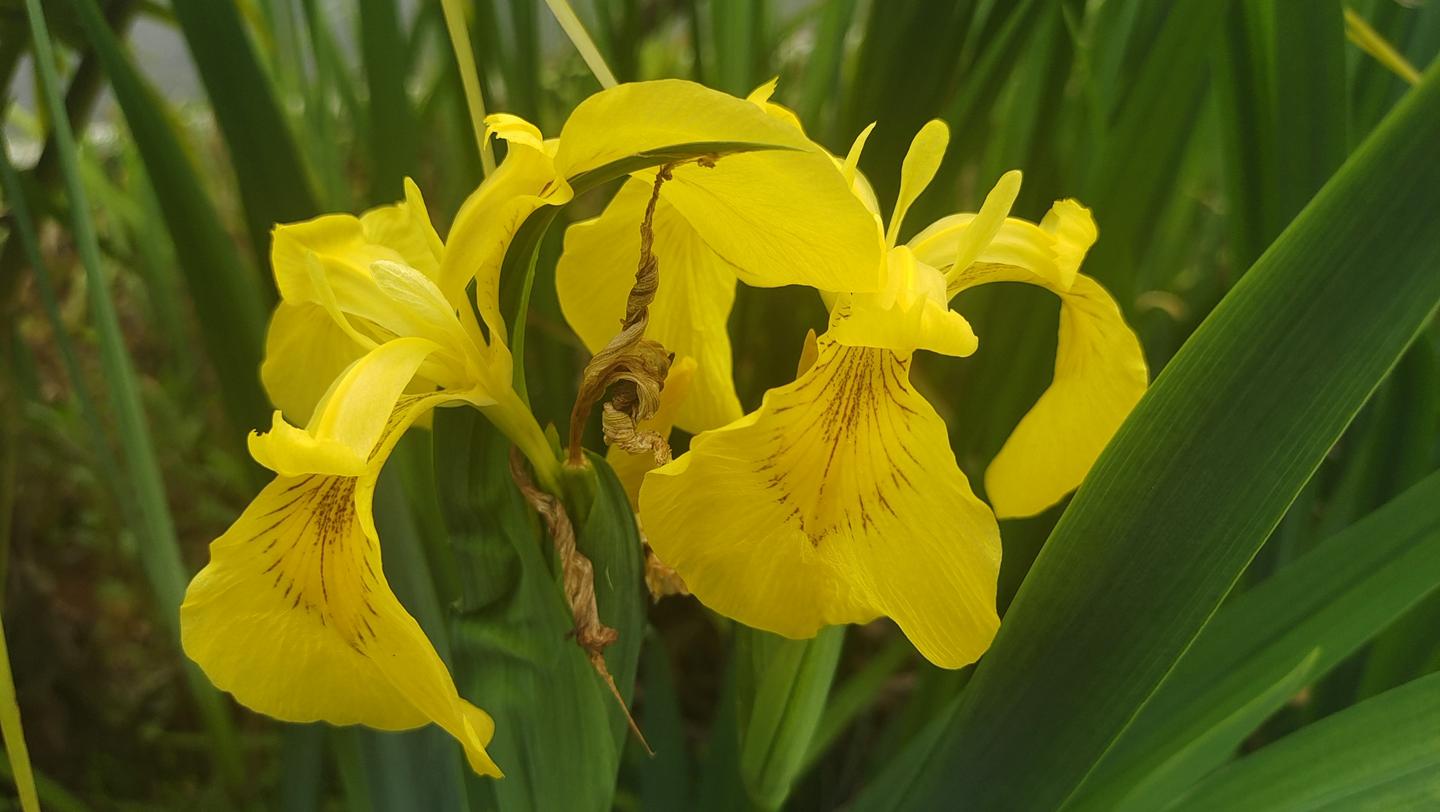 美丽吉安之赏花系列 黄菖蒲花开迷人 知乎 美丽吉安之赏花系列 黄菖蒲花开迷人 知乎