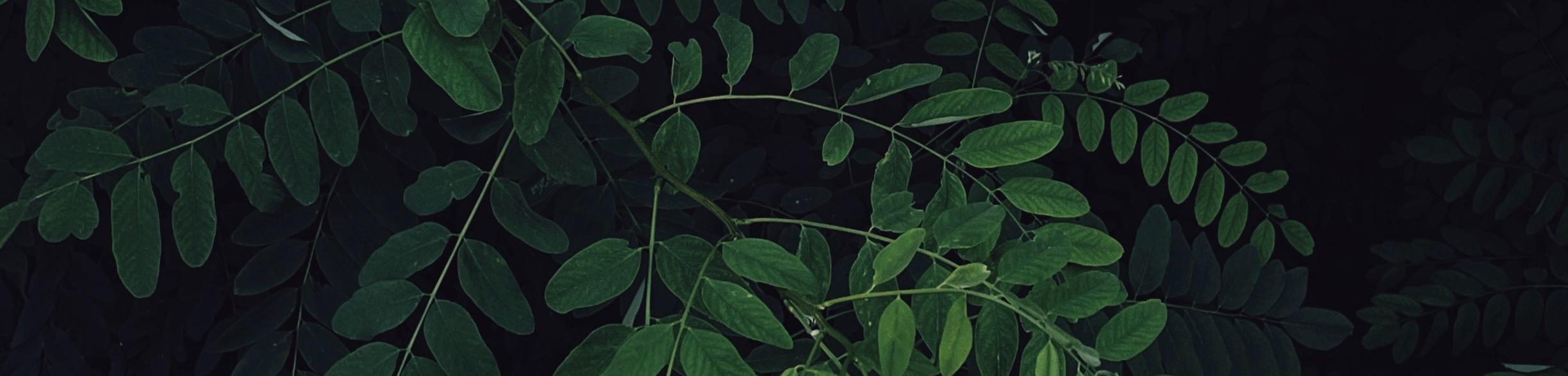Zhihu banner for @ringo