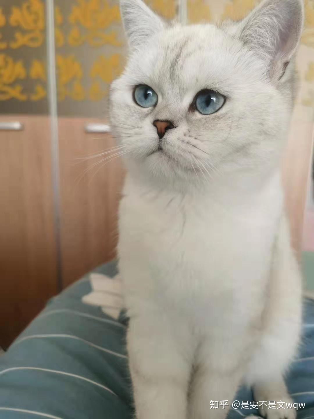 英短银渐层眼睛都是金黄色的吗