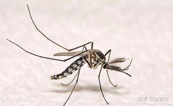 只切掉蚊子的全部腿,而不破坏蚊子其他身体部分,蚊子还能飞起来么?