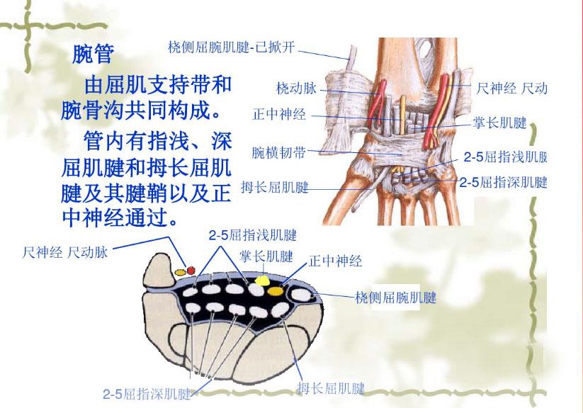 请问手腕肌腱在皮肤下面多深
