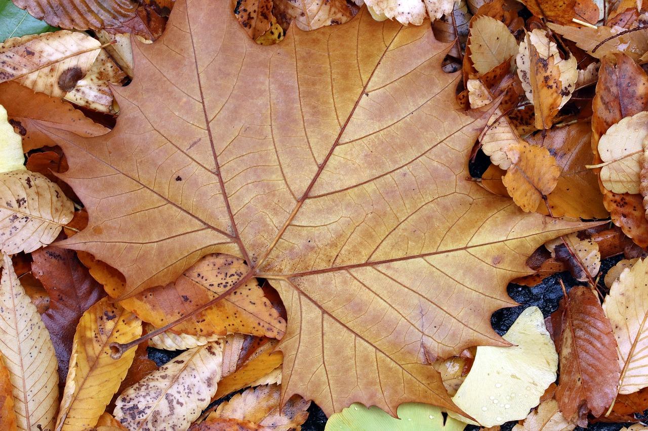 2. 装饰效果展示