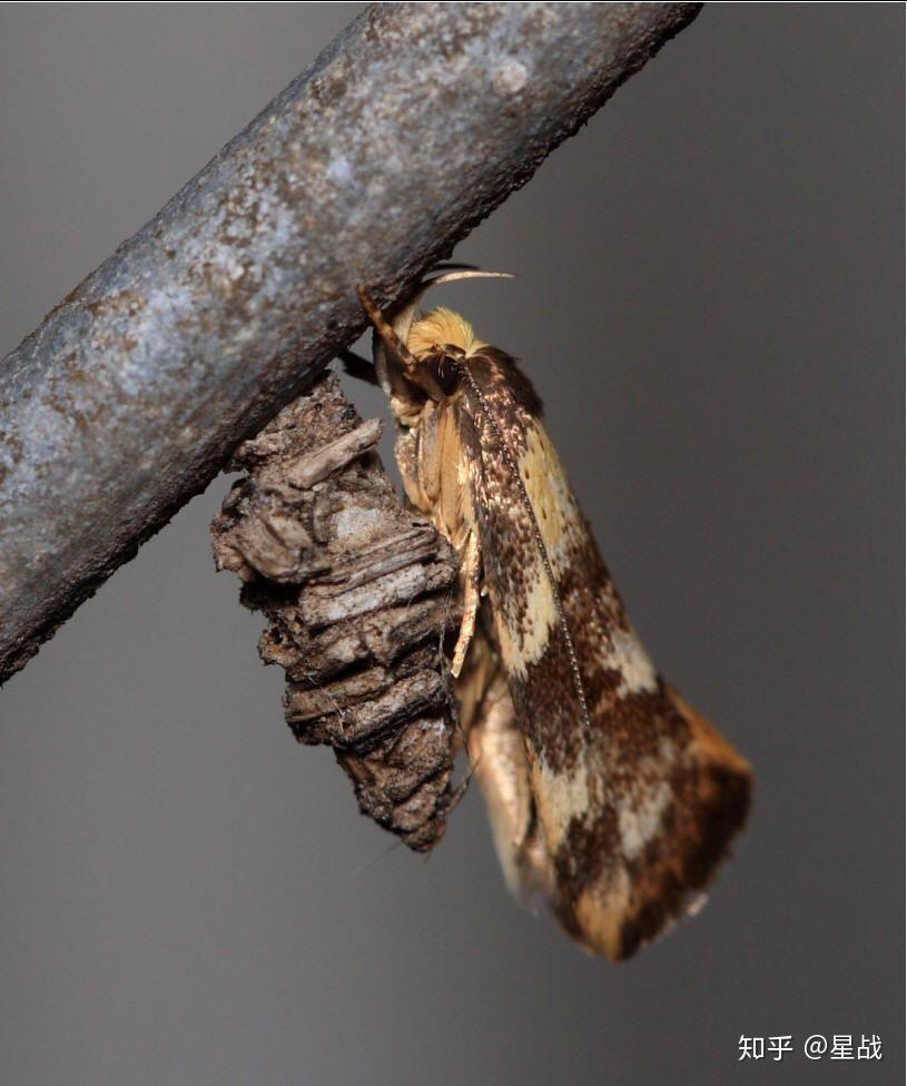 这是什么虫?伪装成树枝了?