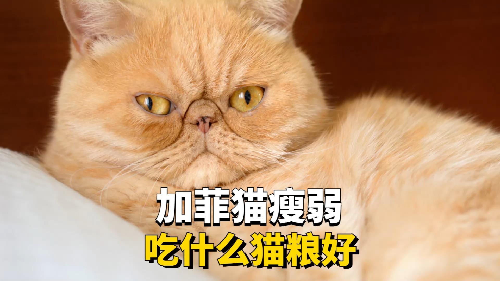 加菲猫发腮吃什么东西