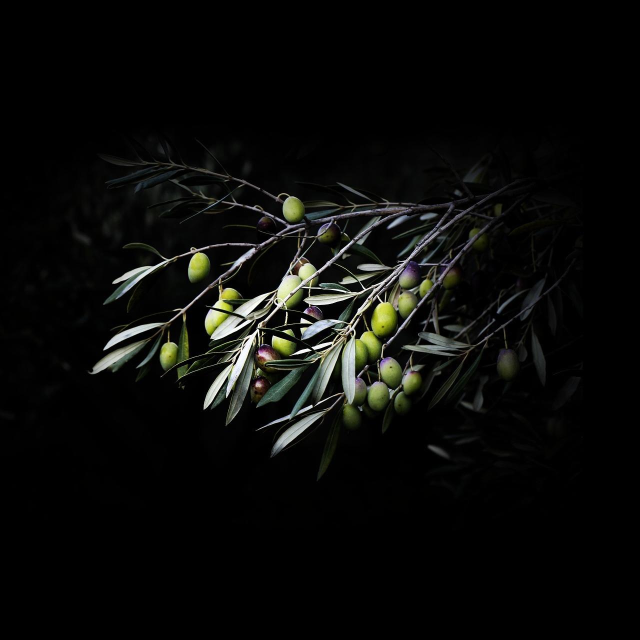 新鲜石橄榄怎么保存