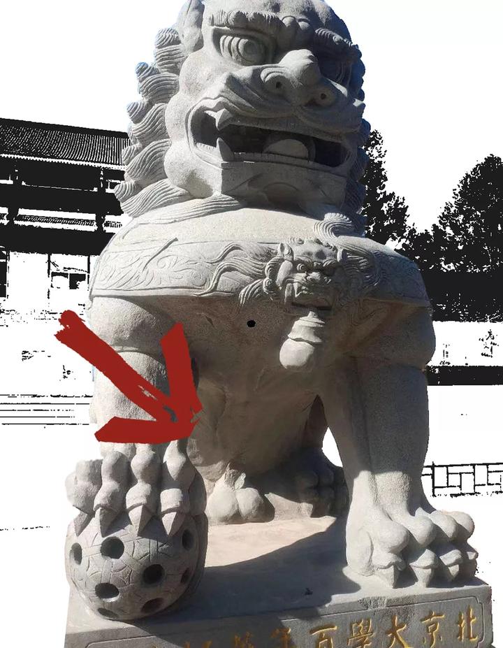 震惊北大的公石狮子被人做绝育了
