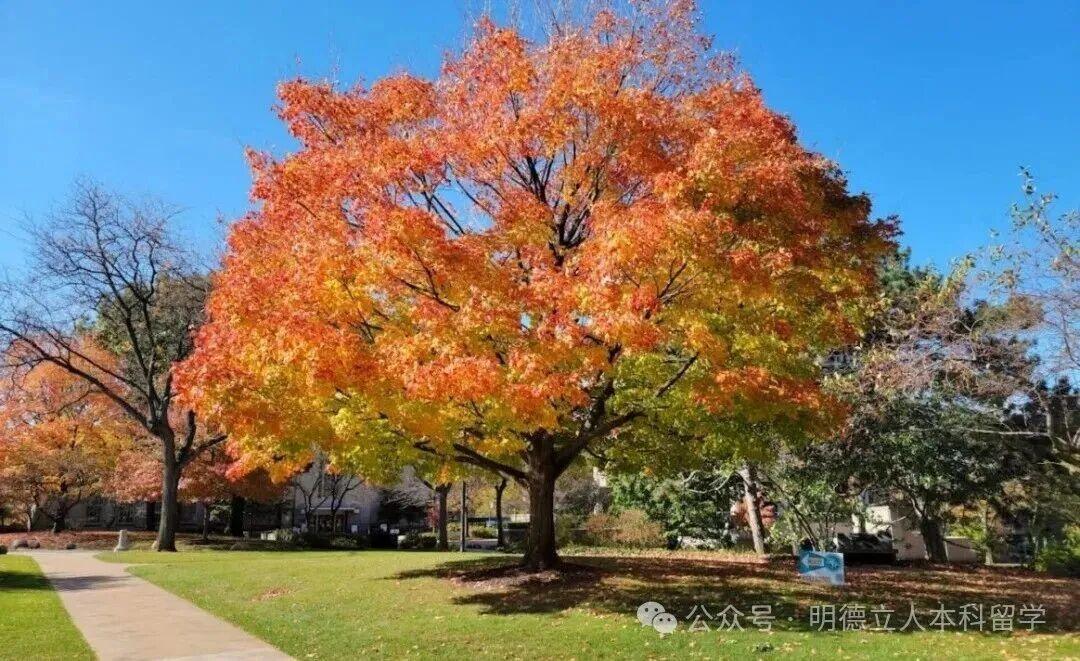 美本选校 美本选校