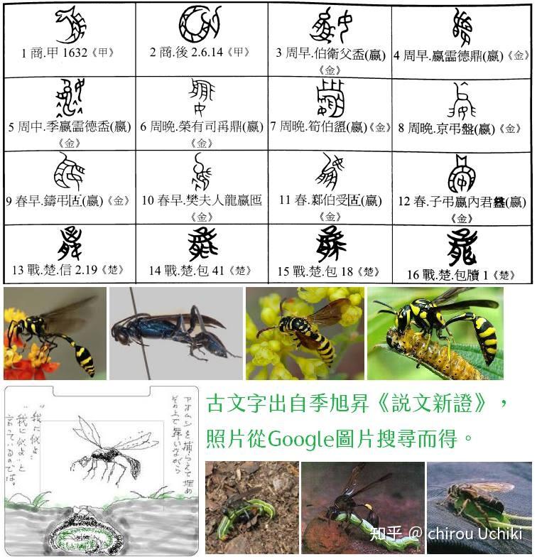 为什么嬴赢羸蠃驘臝鸁等字声符相同读音却差异较大? - 知乎
