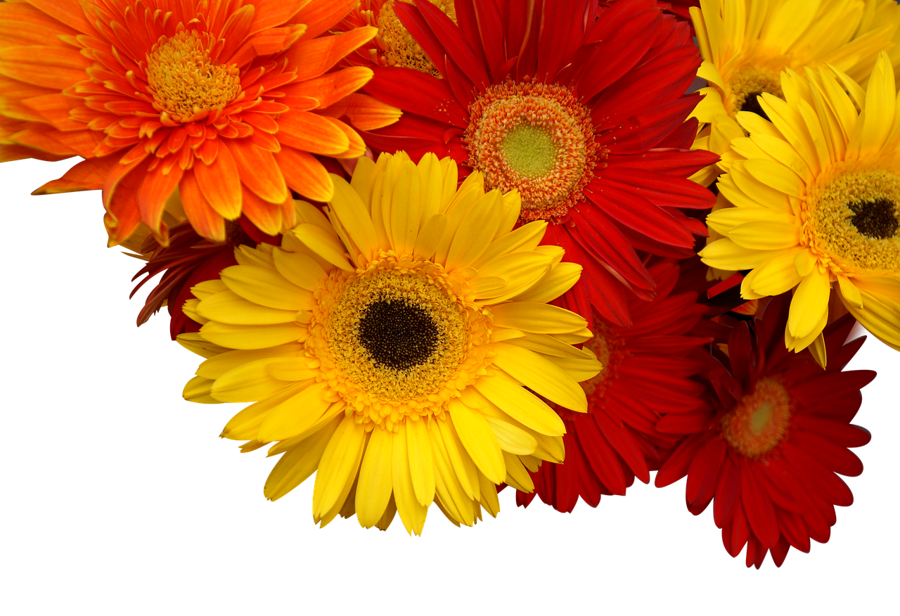 菊花有什么颜色