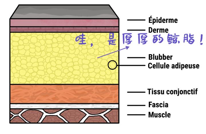 为什么动物进化不出皮甲？
