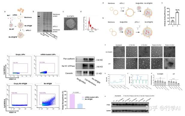 1区Q1,IF:21.1,Science Bulletin:佐剂金属离子螯合PTEN mRNA 并包覆细胞膜可增强精准癌症免疫治疗的免疫敏感性 ...