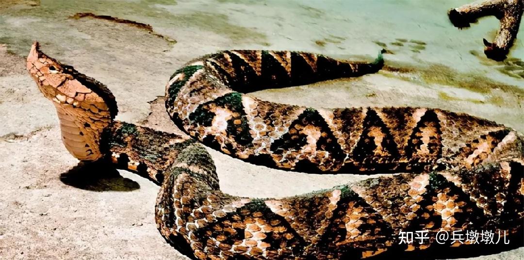 五步蛇的毒性在我国只能排第十为何它却是最致命的毒蛇之一