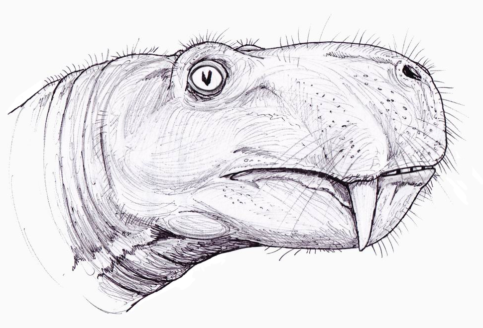 丽齿兽为什么长得这么猥琐大多数动物不是美的吗