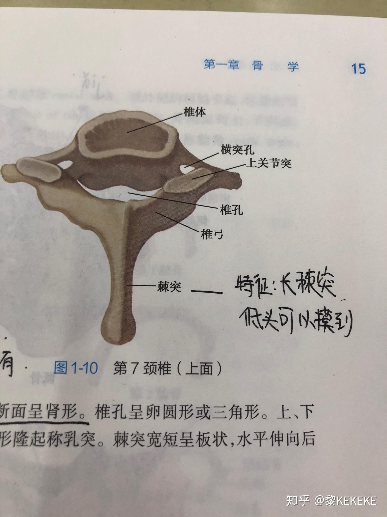 脖子后仰后脑勺下面摸到一个凸起的骨头正常吗