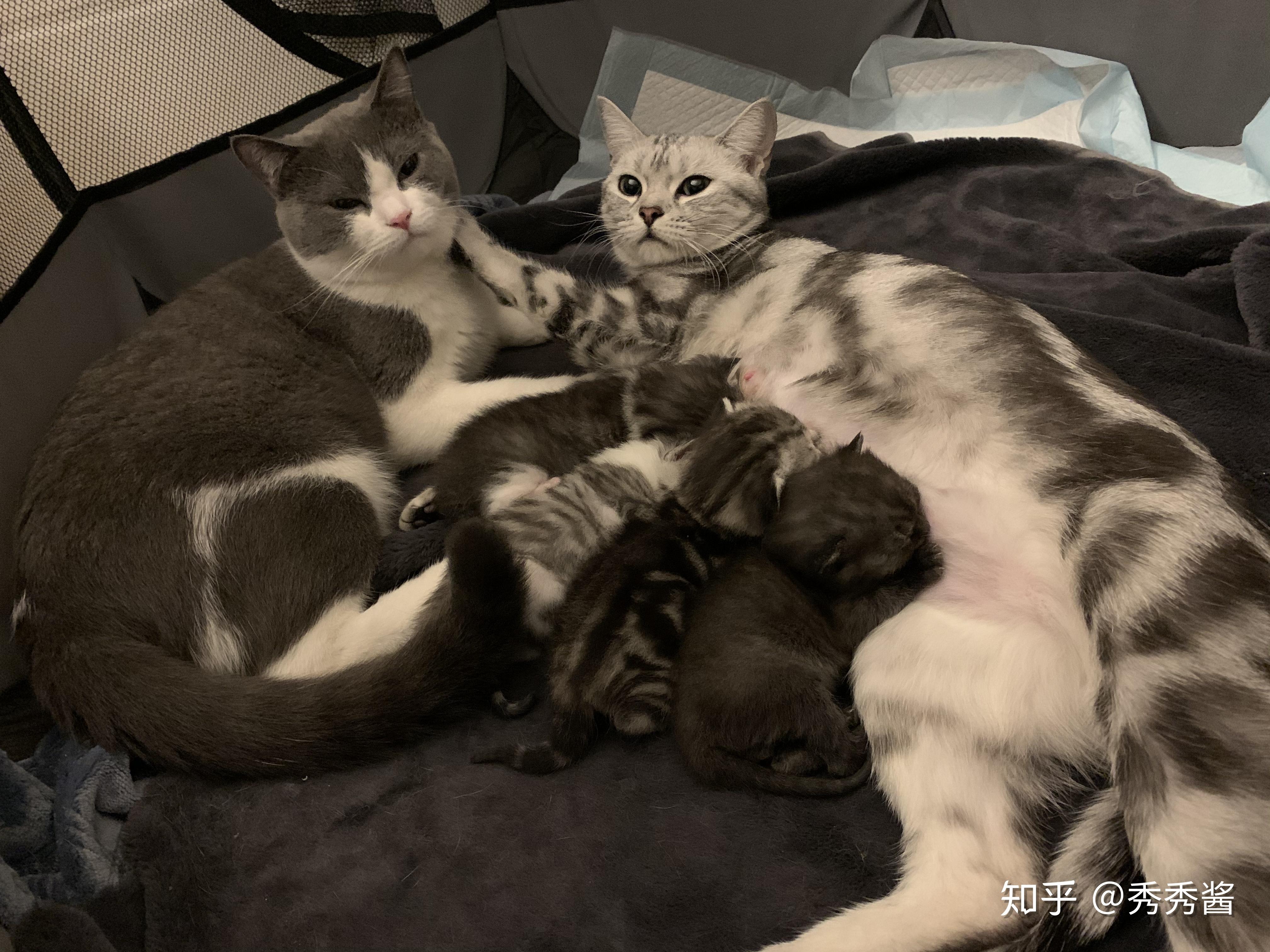 美短和英短杂交好看吗?养猫的来戳戳