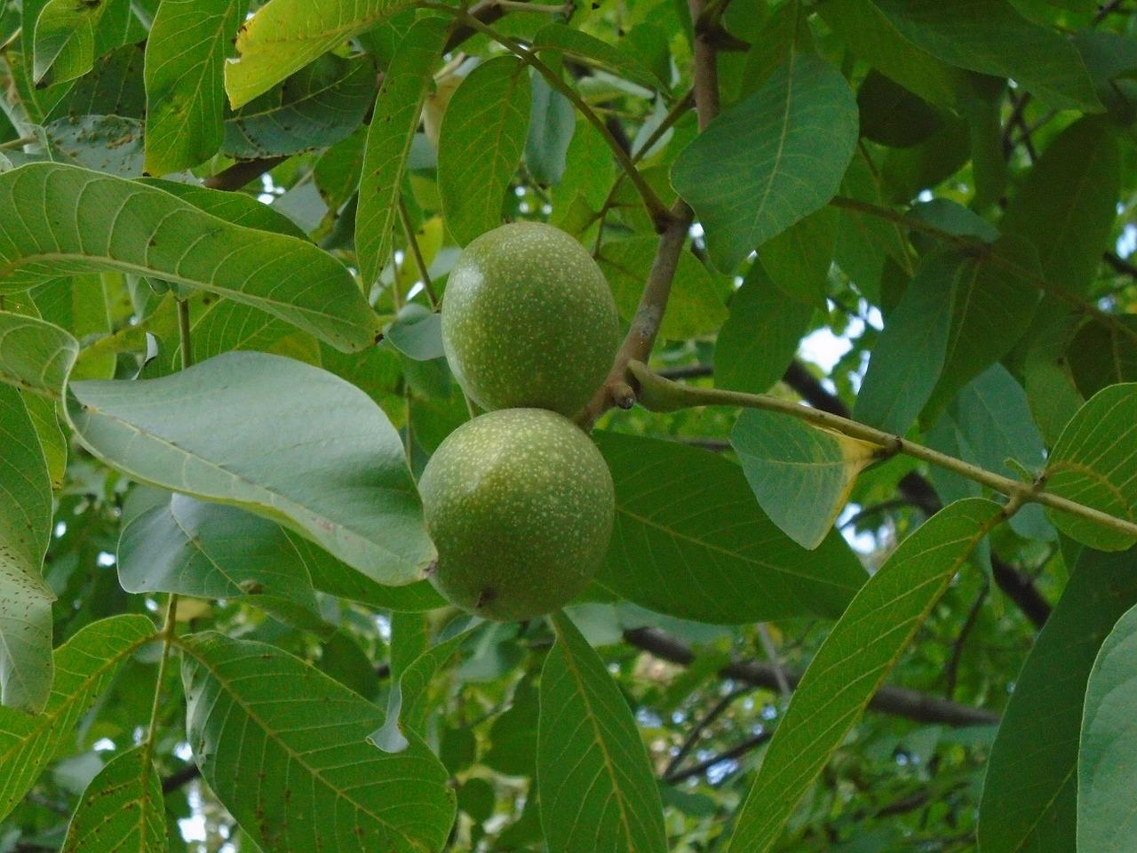 如何种植碧根果