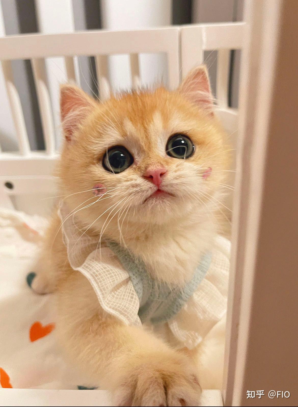 金渐层猫猫找新家