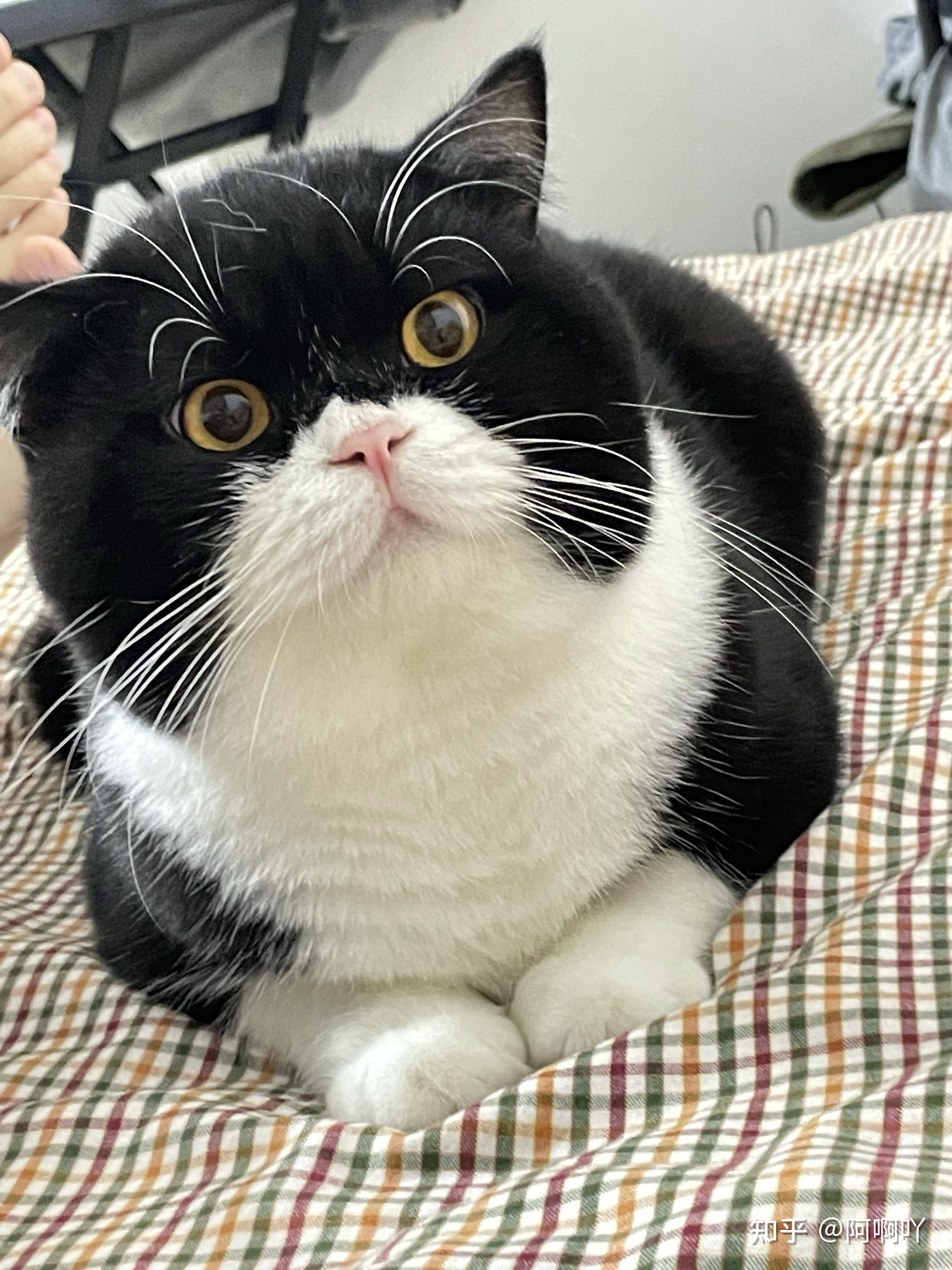 可以晒一下你家的白手套猫咪吗