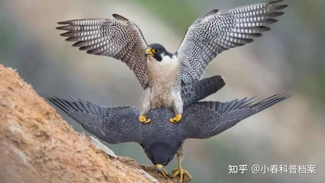 猛禽种的“战斗机”,速度最快的鸟,游隼时速赶超高铁 - 知乎