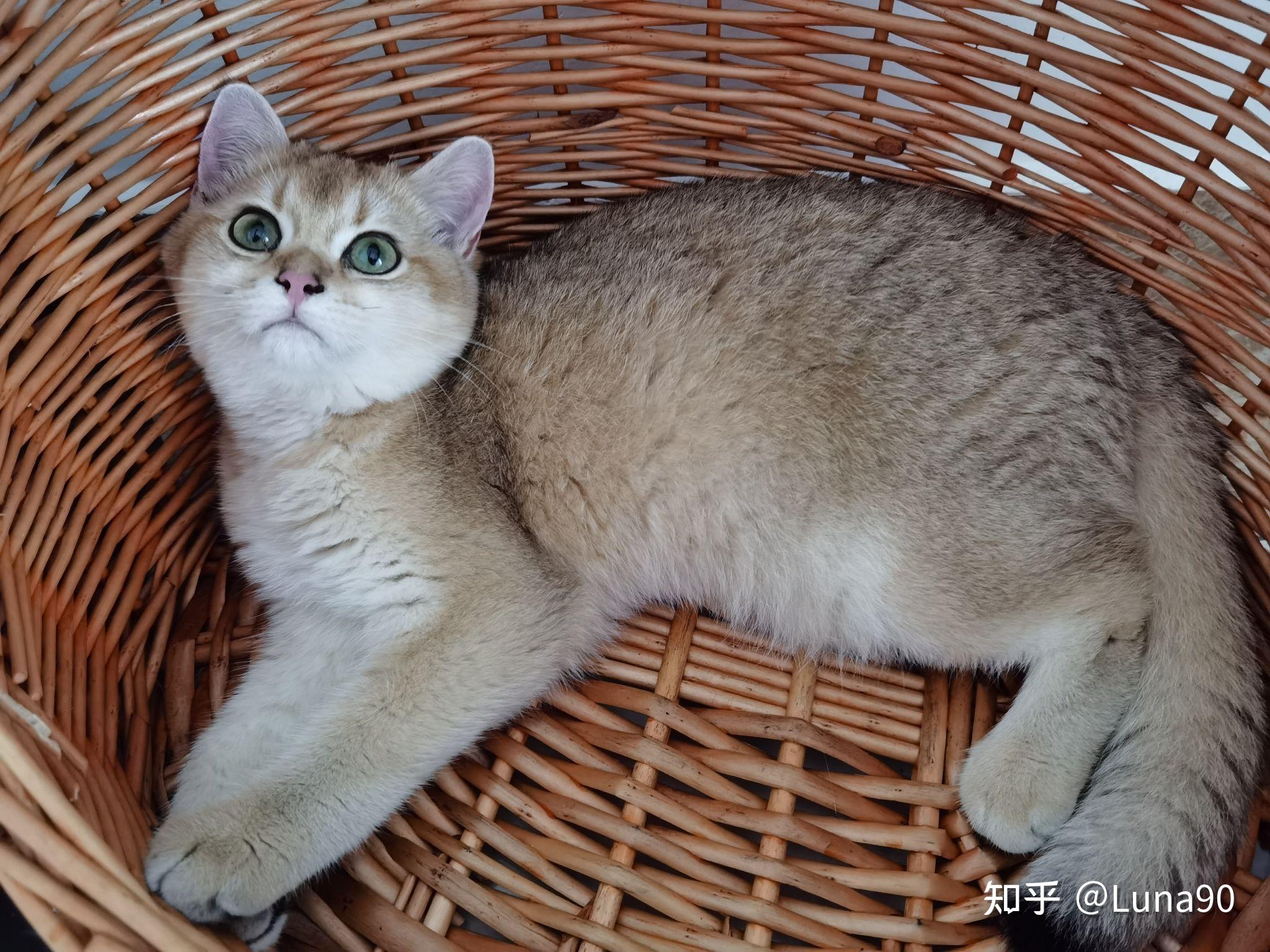 有什么推荐的比较便宜的品种猫吗