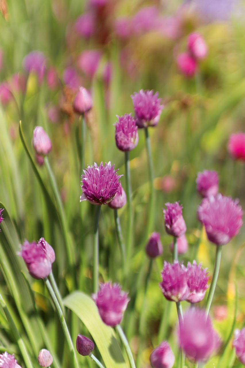 香葱怎么种植方法