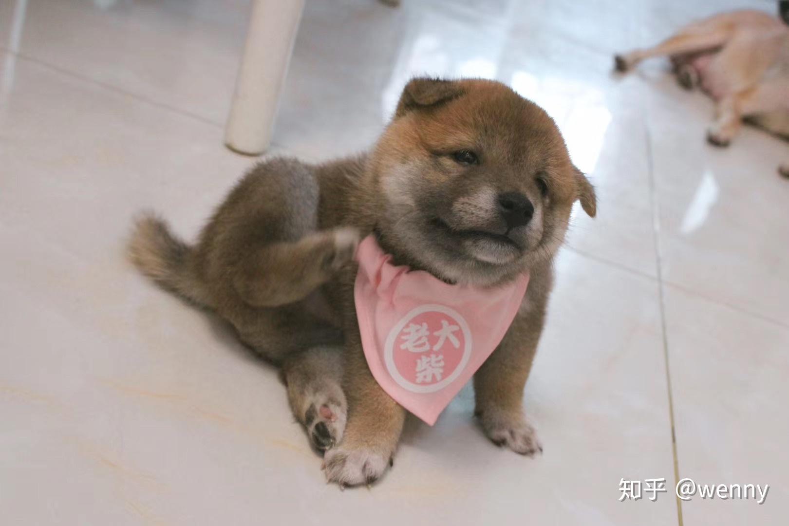 你还有什么样的废柴犬对比表情包