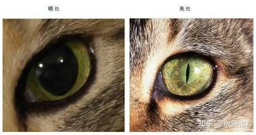 猫咪眨眼,瞳孔变化的行为代表了什么意思?