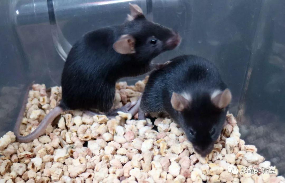 为什么你的实验小鼠是C57BL/6？他们却在用BALB/c - 知乎