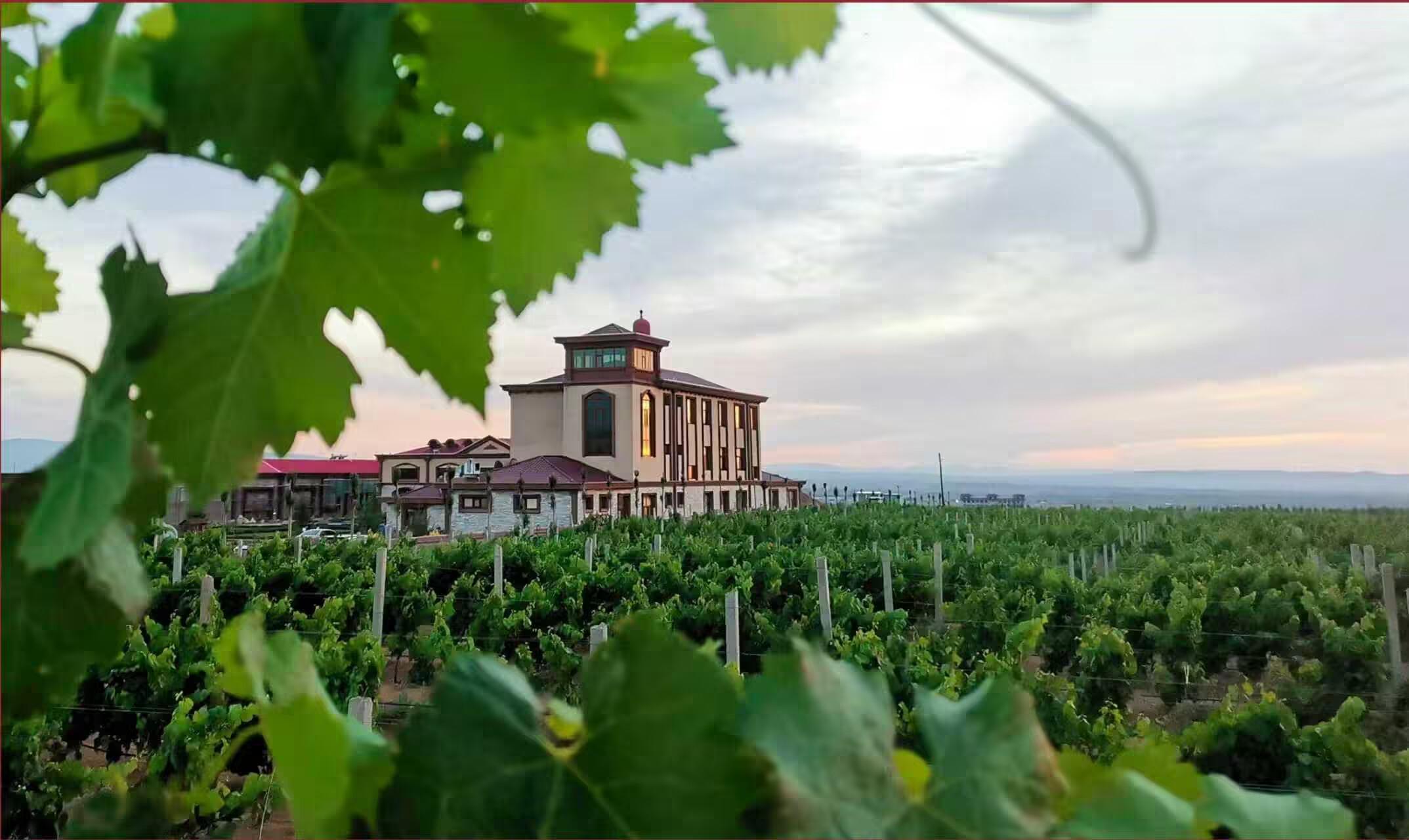 "认领一亩葡萄园",昱豪酒庄引领宁夏葡萄酒消费新潮流