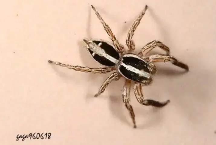 在家里抓到一只蜘蛛,求品种! - 知乎