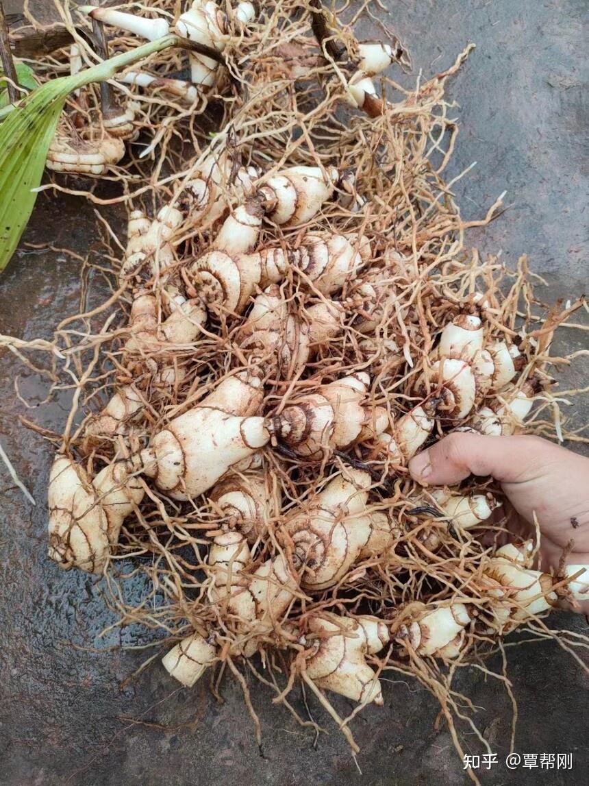 小知识:白芨和“白及”是不是同一种?(名称混淆)_重庆祥凯农业 - 知乎