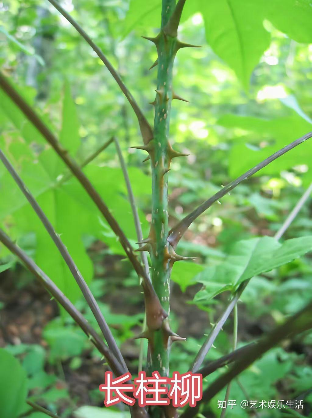 杨柳科植物有哪些 - 知乎
