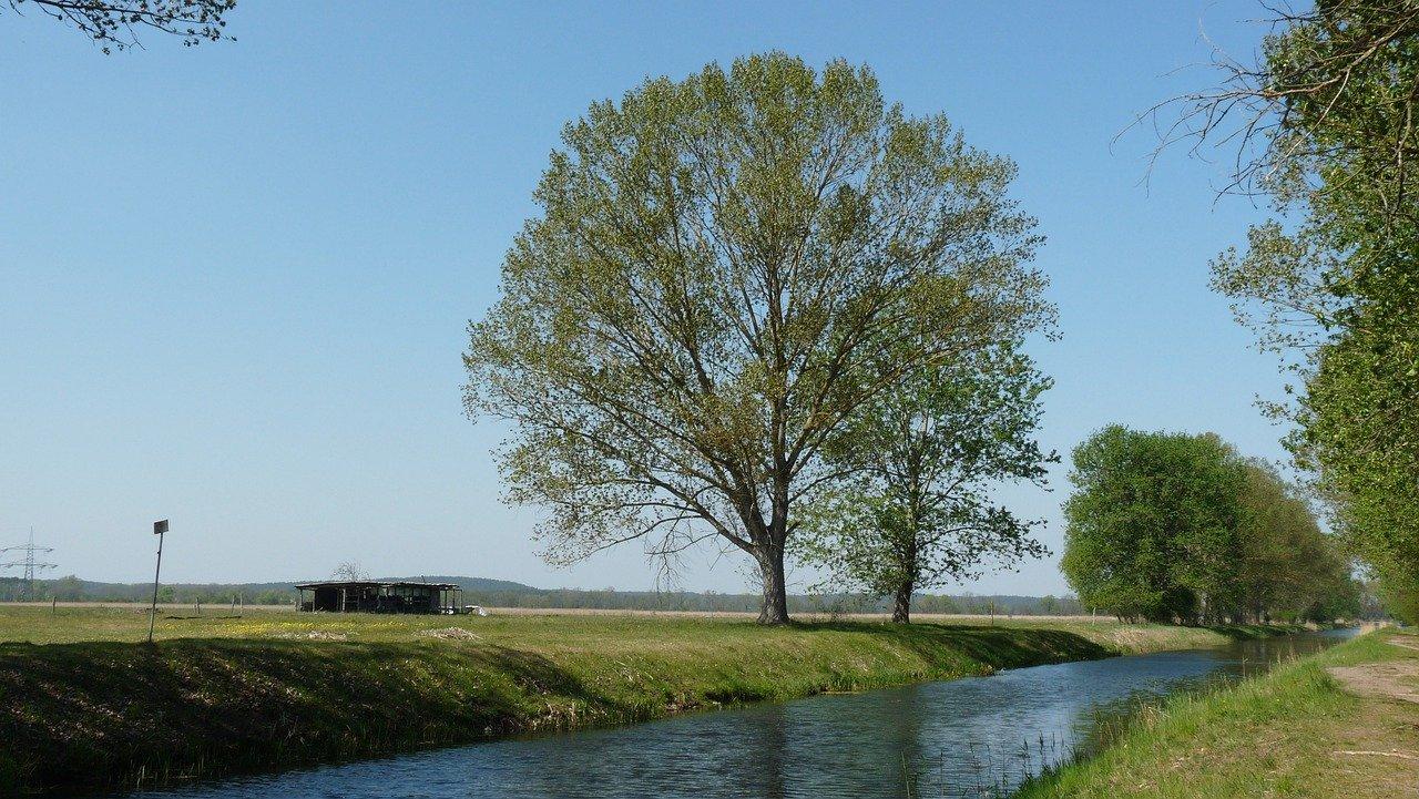 雪压枝头白杨傲