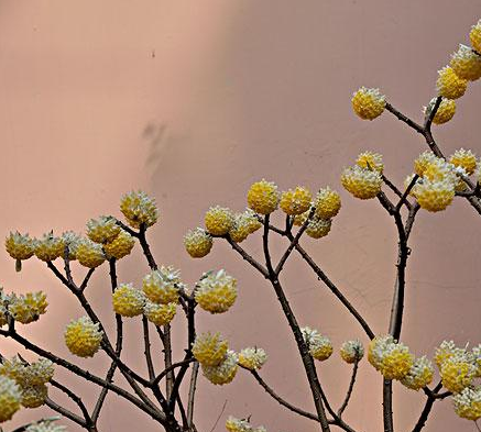 没有叶子的,这是什么花?