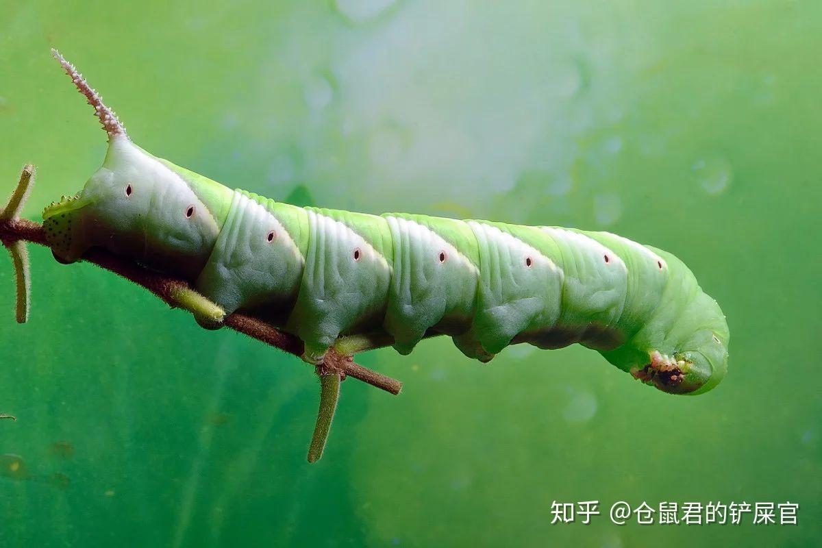 绿色的虫子 蠕动图片