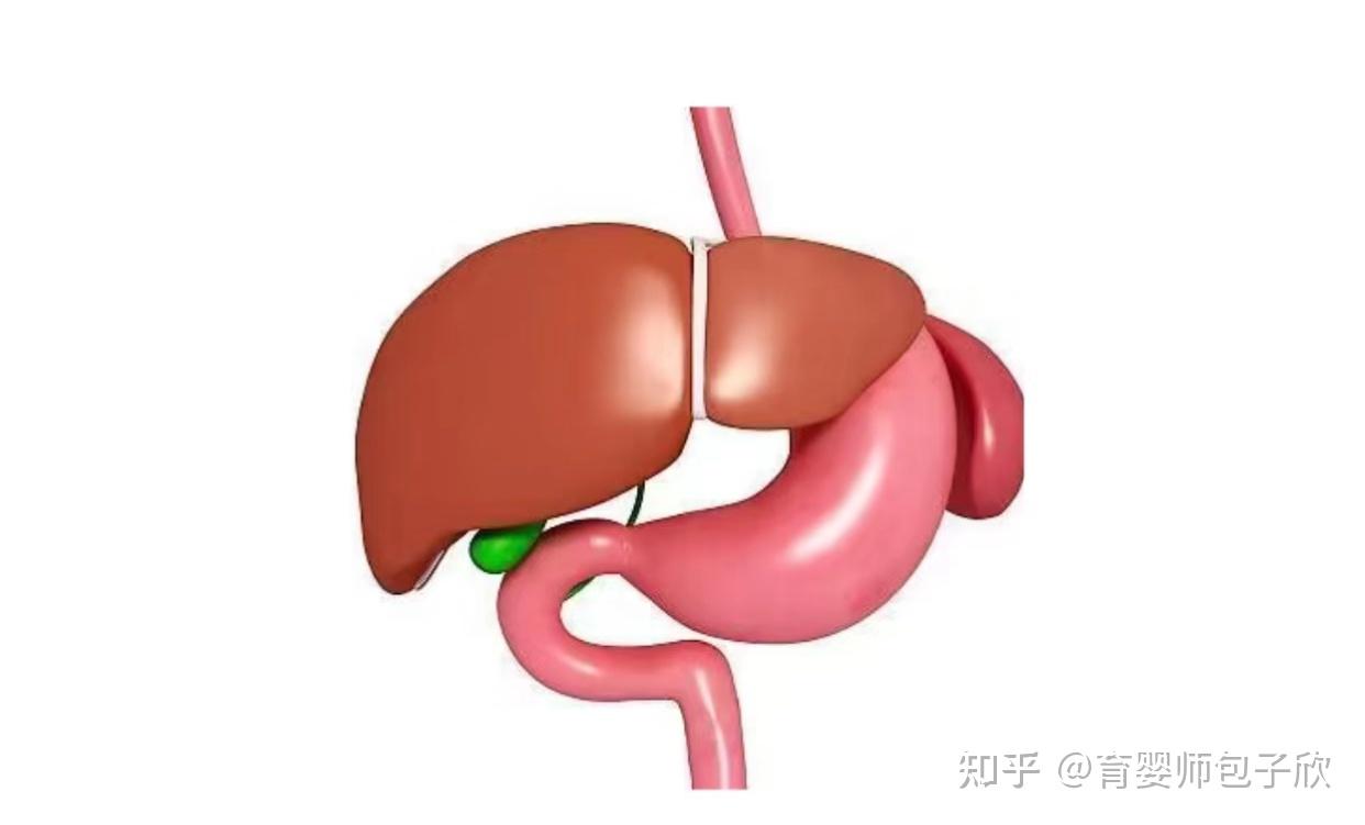 宝宝脾胃虚弱，如何进行食疗调理？ - 知乎