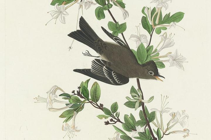 古文里的清脆旺盛的冬青，枝繁叶茂，四季常青｜古诗词欣赏 - 知乎