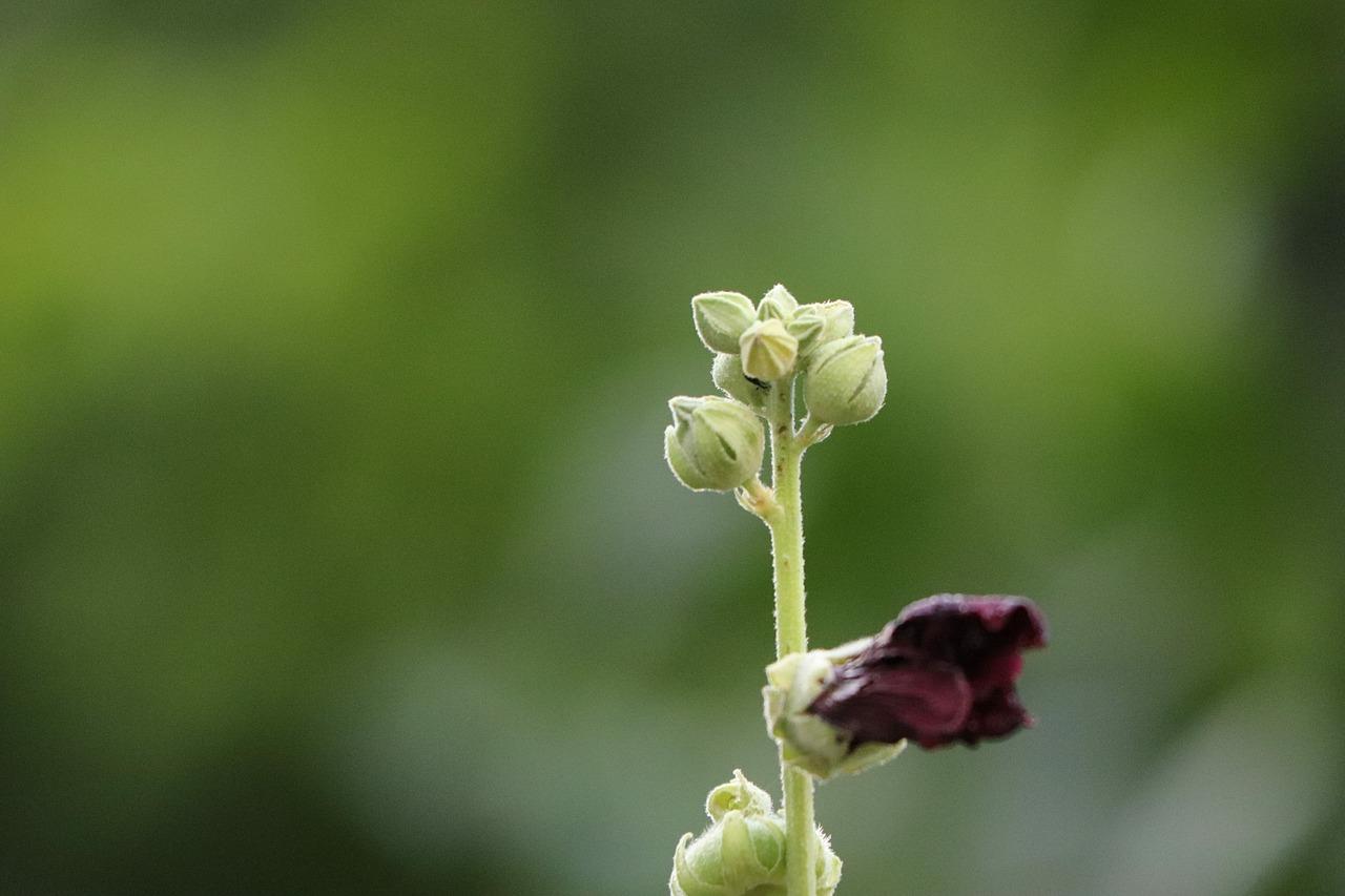 2. 生地市场分析