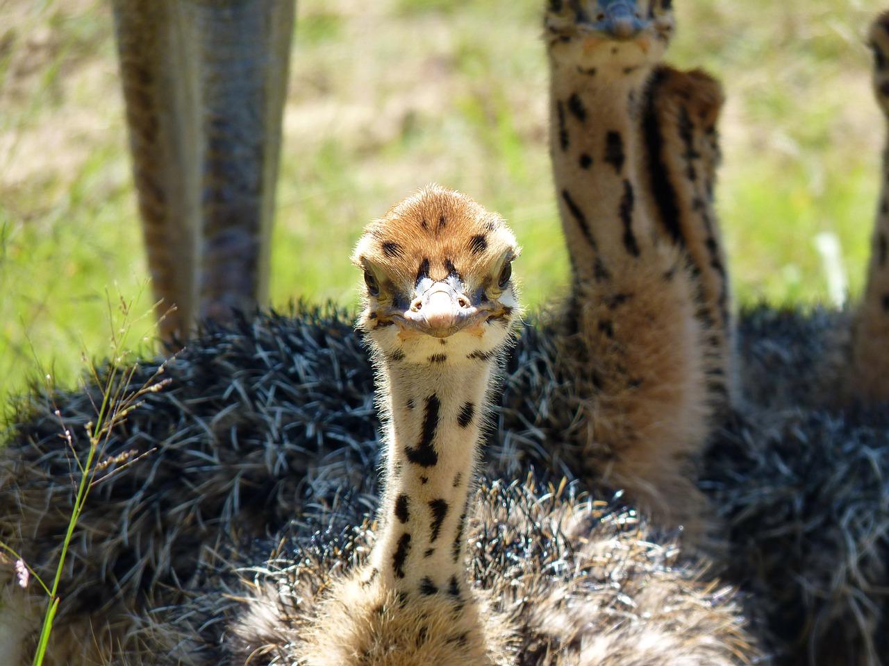 4. 度兰德设计理念
