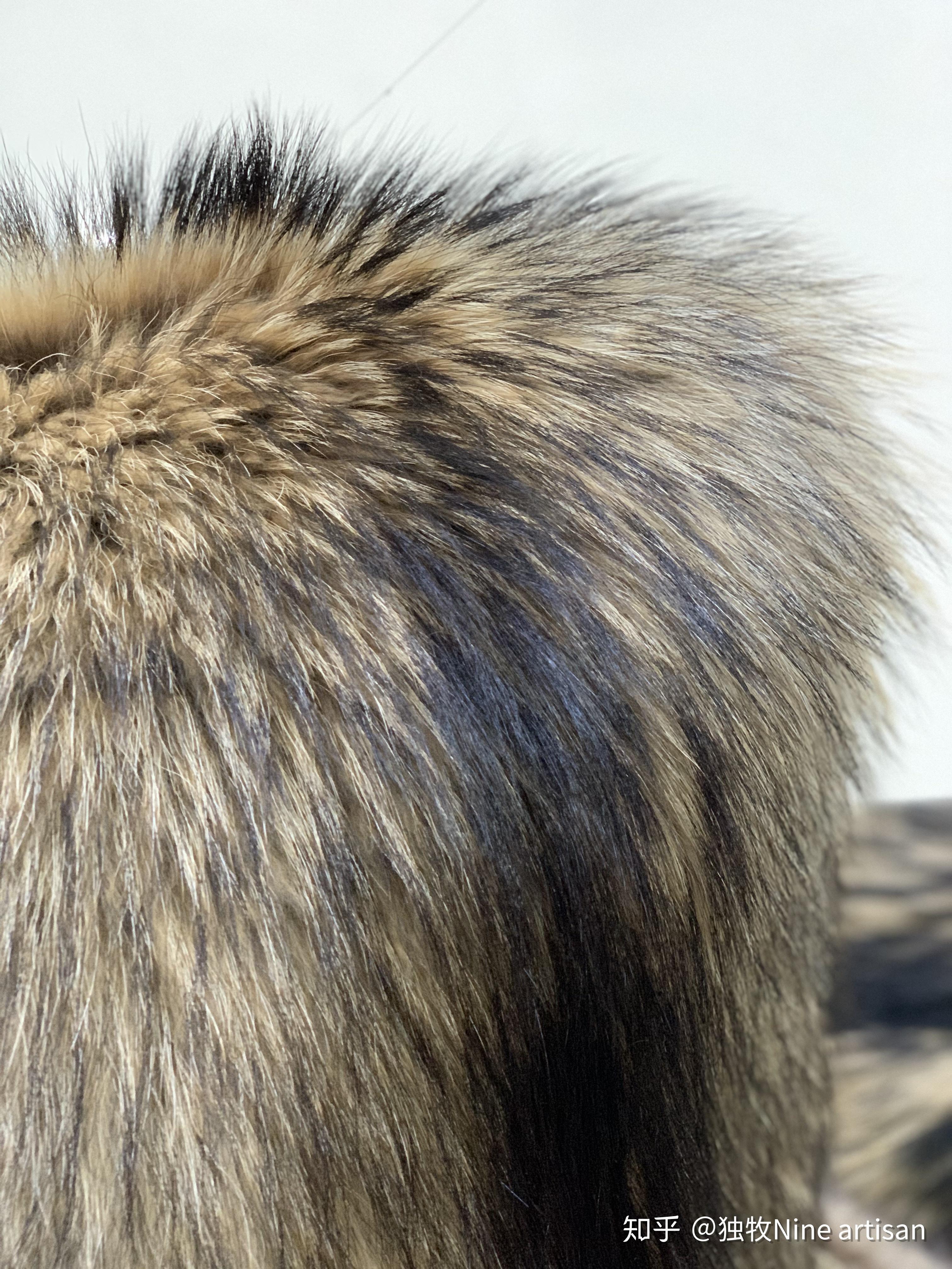 狼毛和貉子毛有什么区别