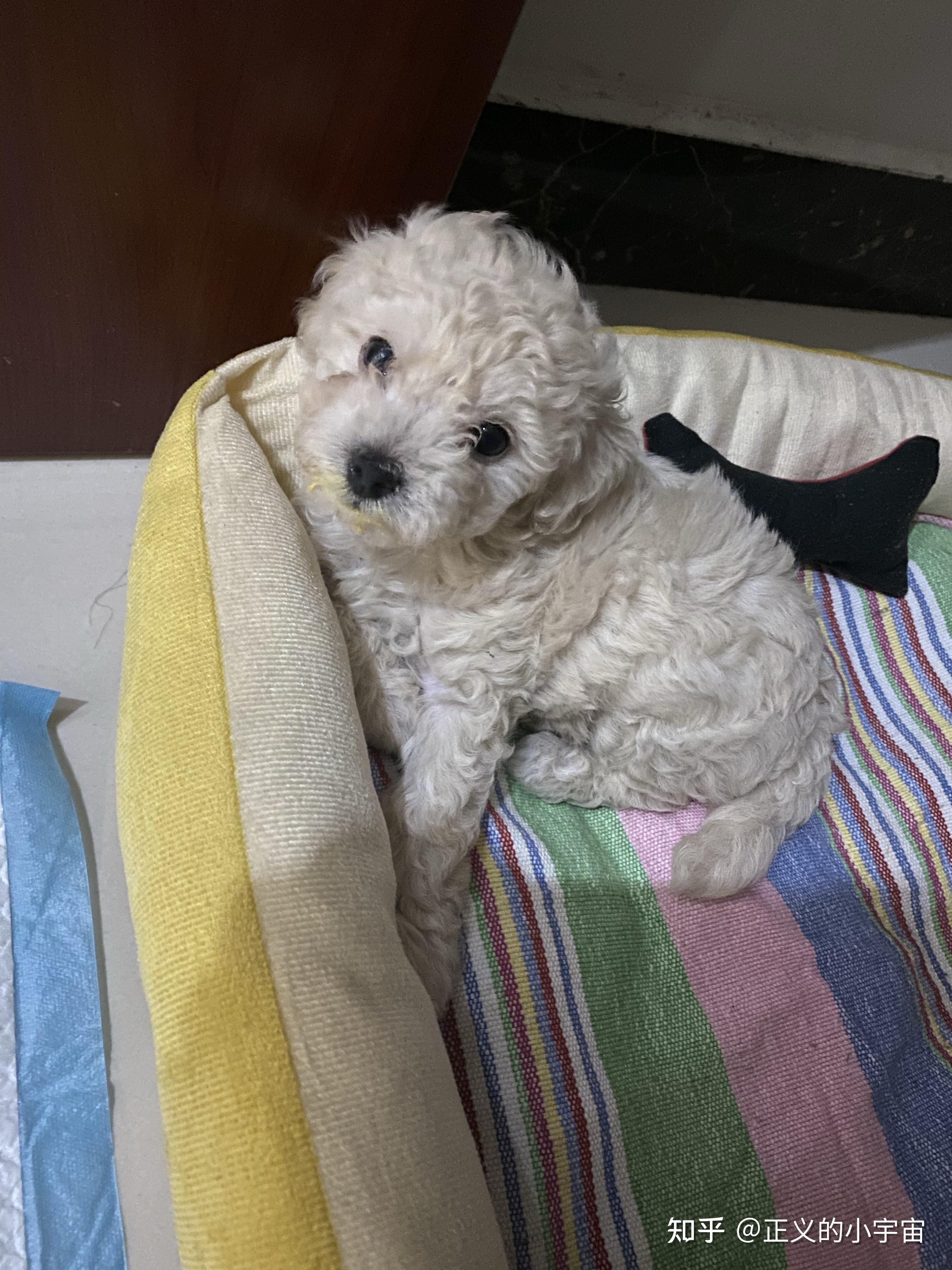 白色比熊跟棕色泰迪会串出什么样的狗? - 知乎